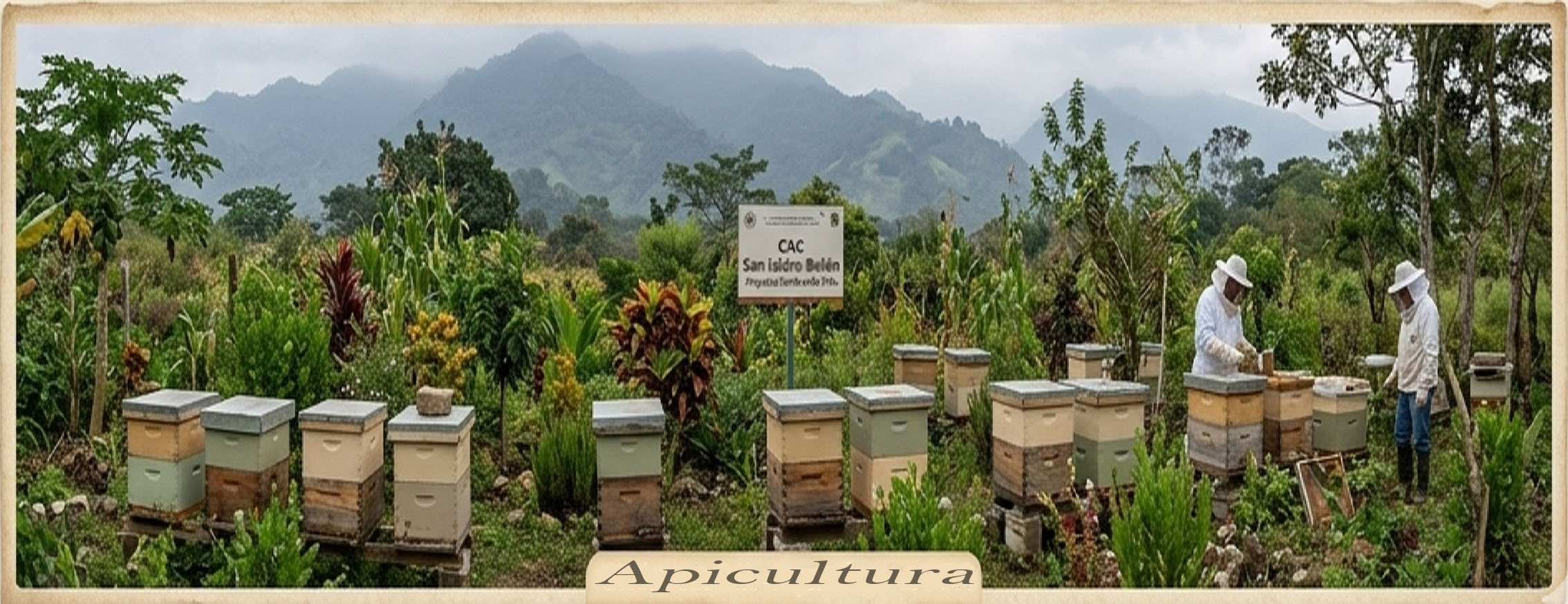 Colmenas en Sistema Agroforestal
